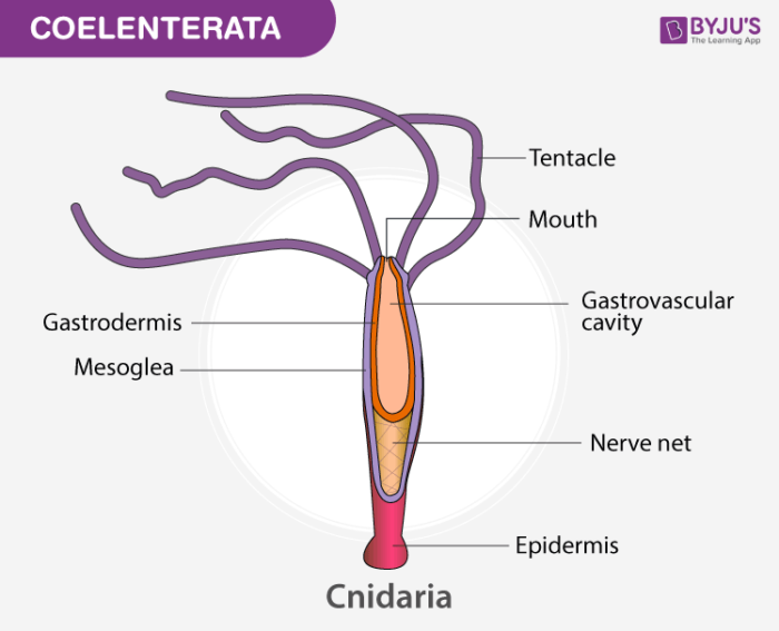 Phylum Coelenterata Characteristics And their Classification