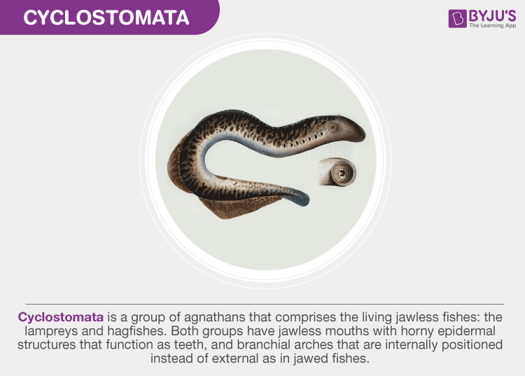 class cyclostomata