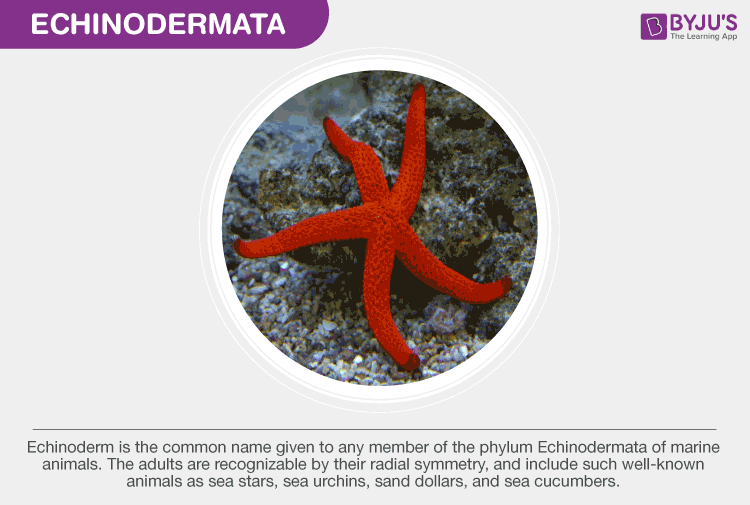 names of echinodermata