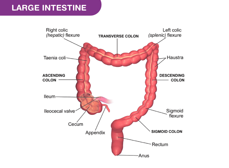 Large Intestine-Structure and Functions