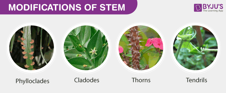 modified stem of a plant examples