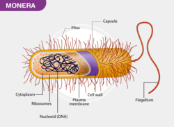 is monera devoid of true nuclei