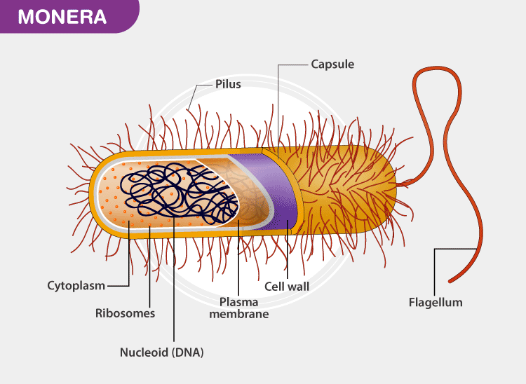 Cyanobacteria Classification Chart