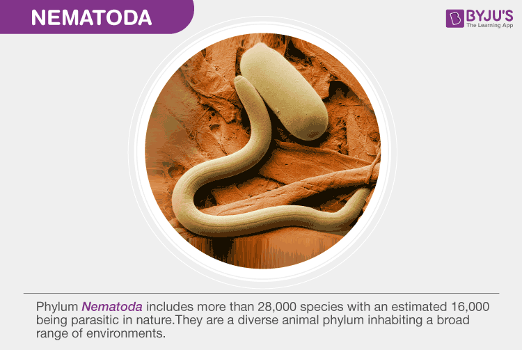 Phylum Nematoda-Characteristics And Classification Of Nematodes ...