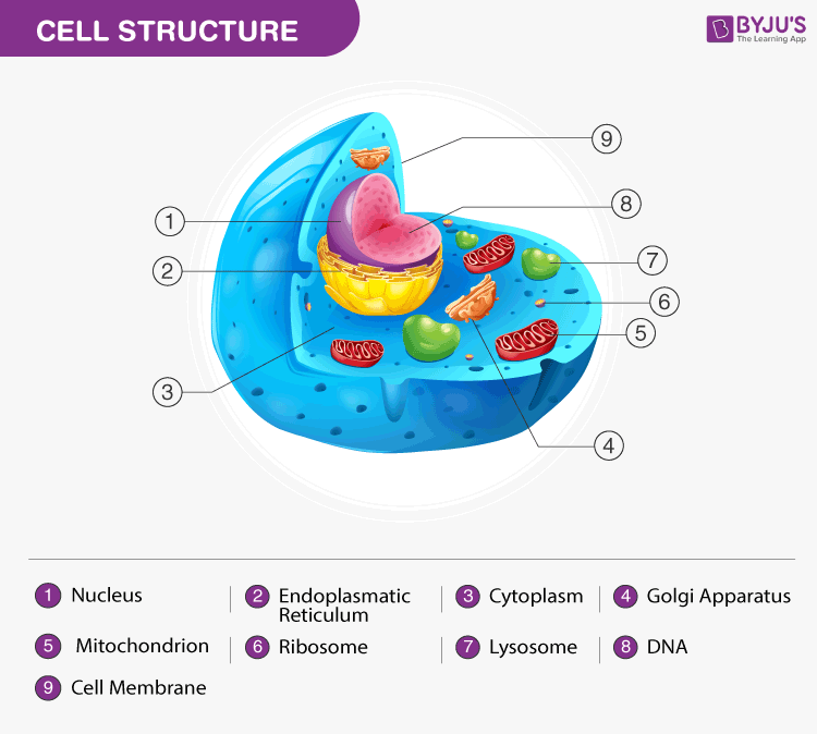 Animal Cell Identification