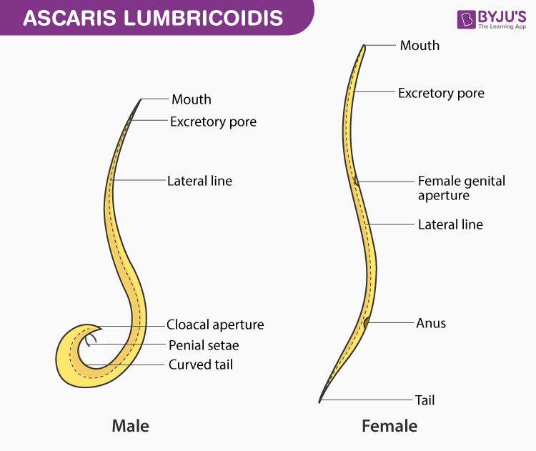 Ascaris Lumbricoides Life Cycle Animation