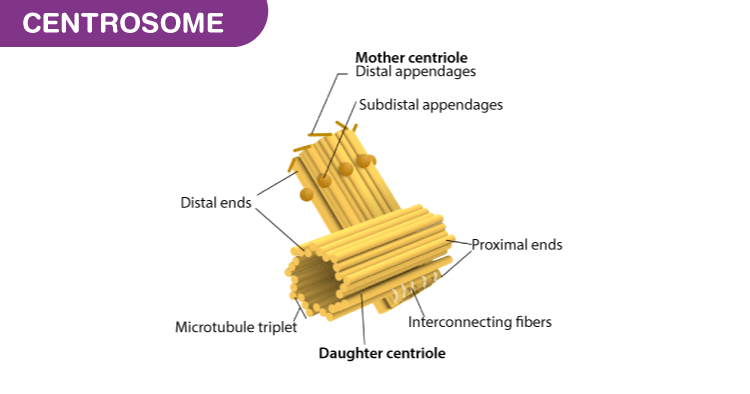 Centrosome Structure And Functions Of Centrosome