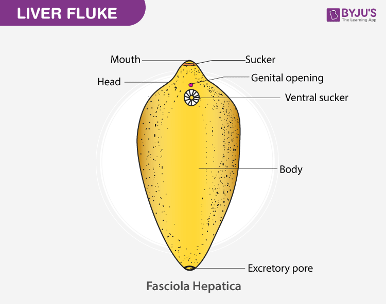 Diagram Of Liver Fluke The Structure Of The Liver Fluke Infographics Porn Sex Picture