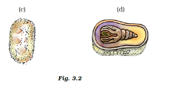 NCERT Exemplar Solutions Class 7 Science Chapter 3-sol-3