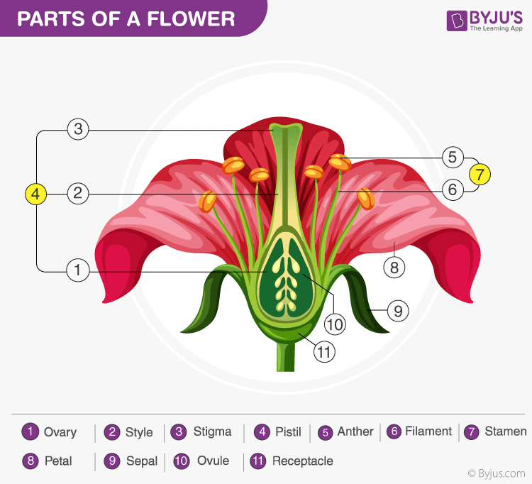 Flower Diagram To Label