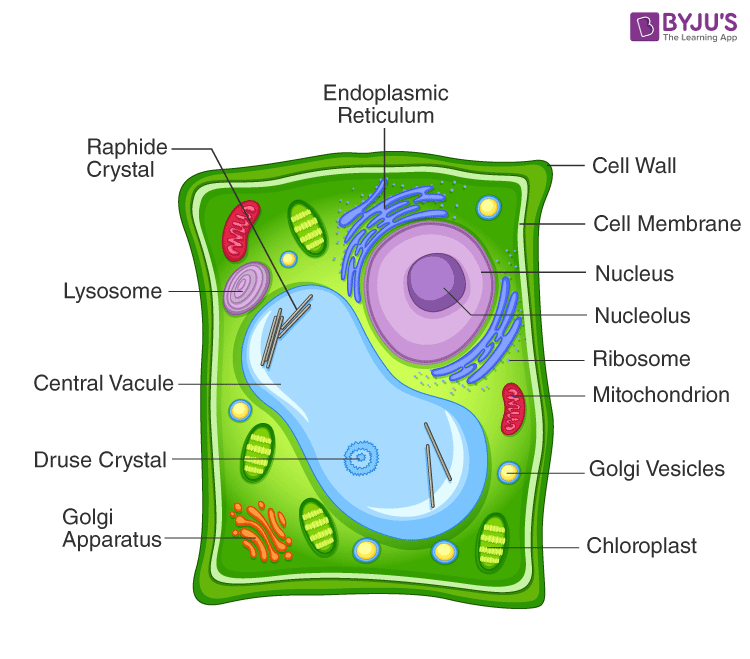 plant cell under electron microscope