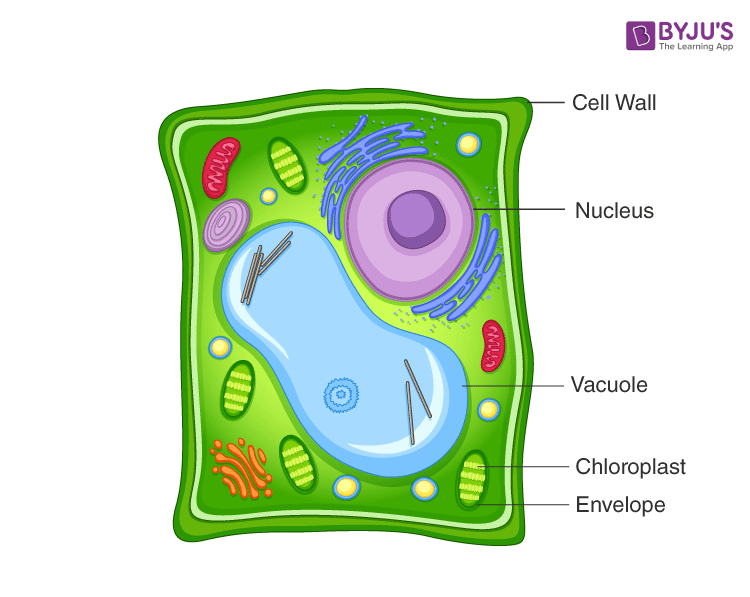 Plant Cell Diagram For Class 9 Labeled Cell Diagram Images – NBKomputer