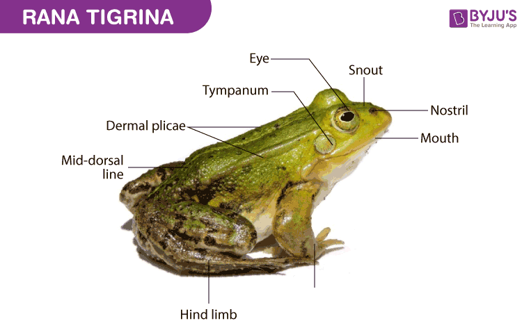 Female Frog Diagram