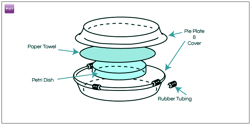 slime mold labeled diagram