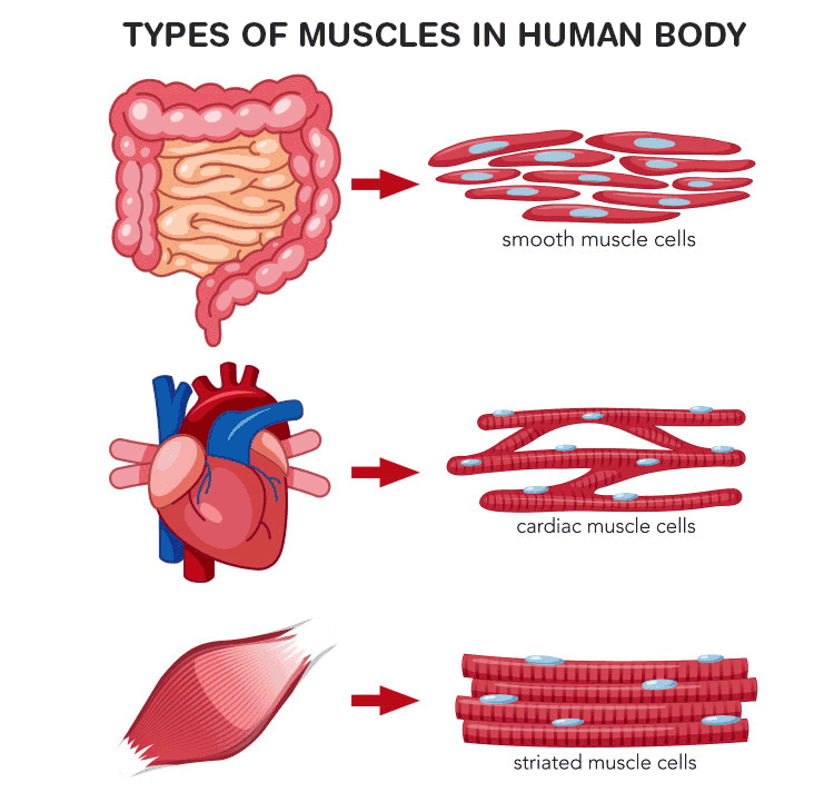 Draw Well Labelled Diagrams Of Various Types Of Muscles Found In Human Body Biology Q A