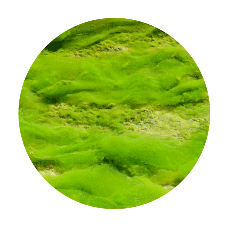 Living Fossil-Algae