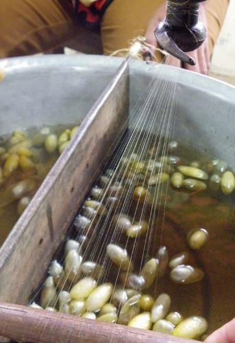 What Is Sericulture The Silkworm Rearing Process Explained what-is-sericulture-the-silkworm-rearing-process-explained