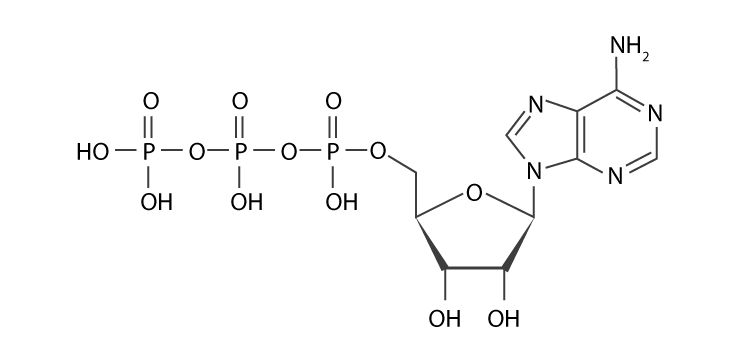 Structure of ATP Molecule 