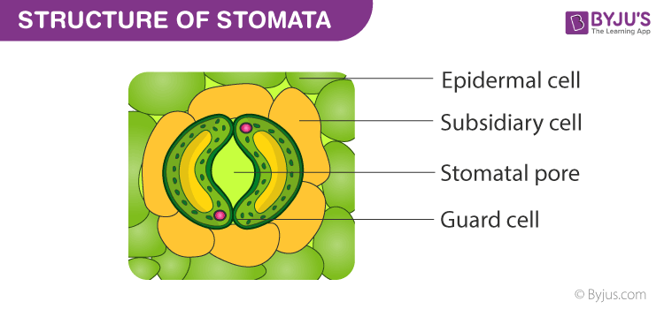 stomata diagram