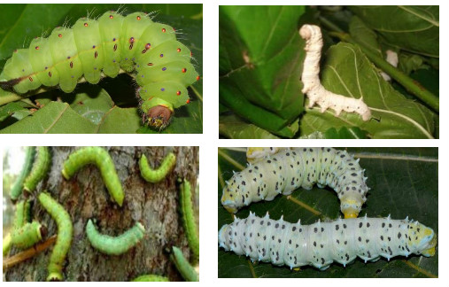 The Types Of Silk Moth