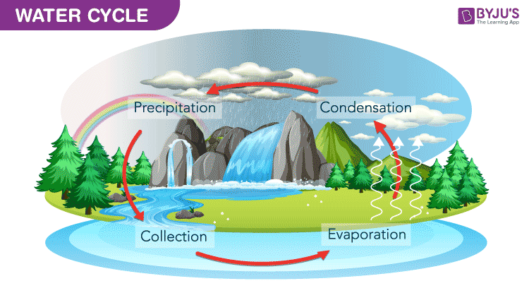 summarize the steps of the water cycle.