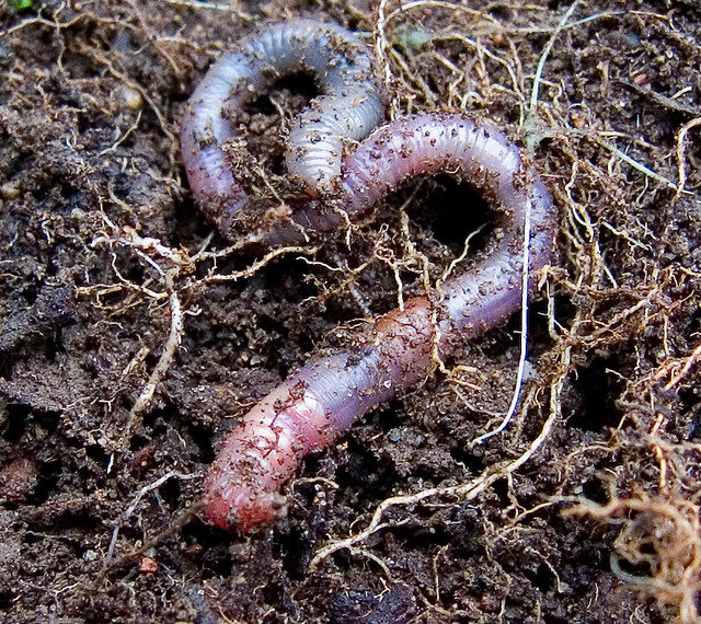 ncert earthworm garbage