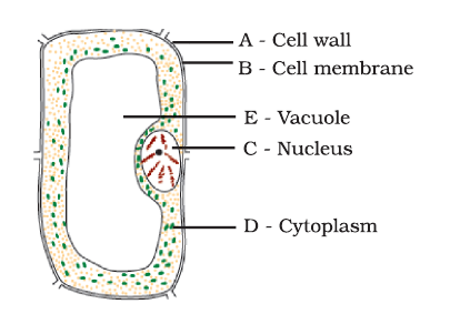 Ncert Exemplar Class 8 Ncert Exemplar Science Solutions Chapter 8 Cell Structure And Functions