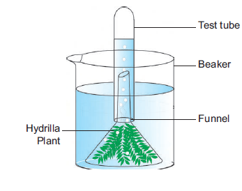 Download Tamil Nadu Board Class 10 Science Practical PDF