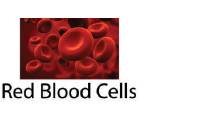 Tamil Nadu Board Class 10 Science Practical Red Blood Cells
