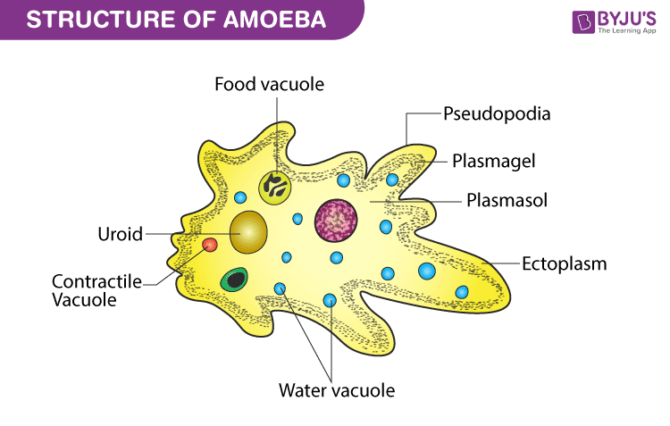 amoeba cell model