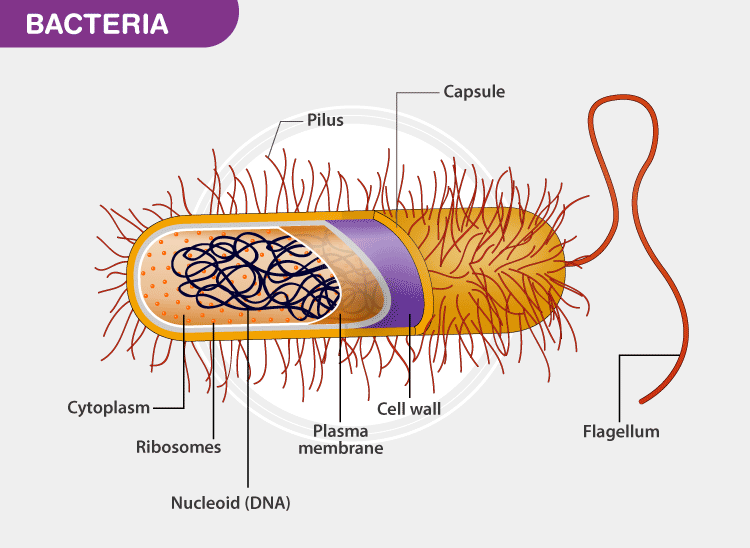 Difference Between Virus And Bacteria