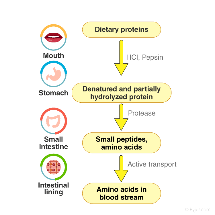Absorption Digestion
