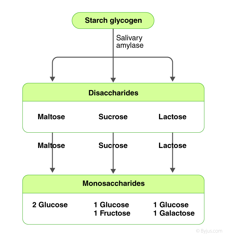 Protein Digestion Flow Chart