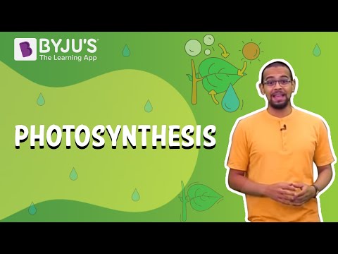 write a short story about photosynthesis