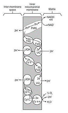 Electron Transport System