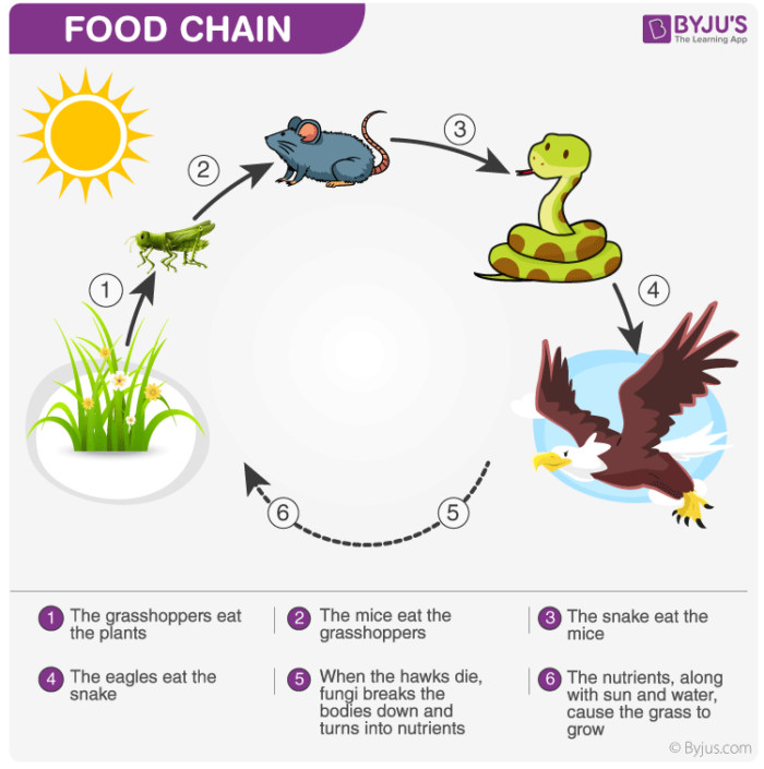 Can a Food Chain Start from Deer Why? Biology Diagrams