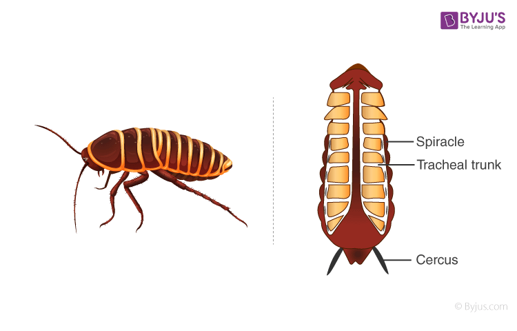 gaseous exchange in an insect