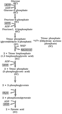 Glycolysis