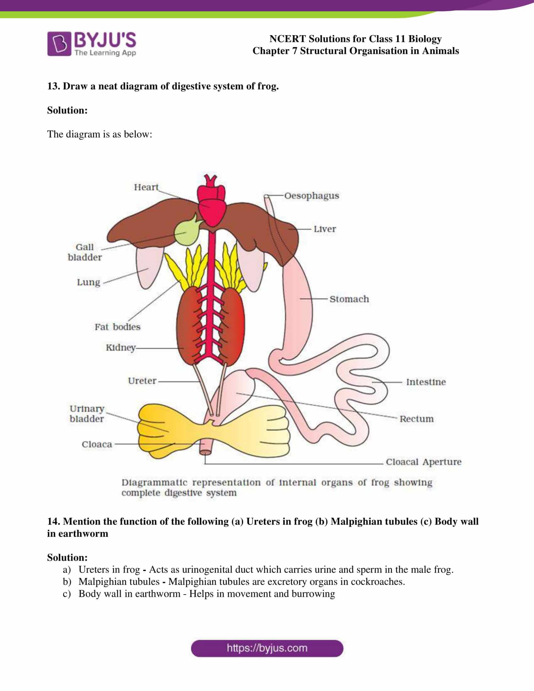 Why Do Meristematic Cells Have A Prominent Nucleus Class 11 Biology Cbse