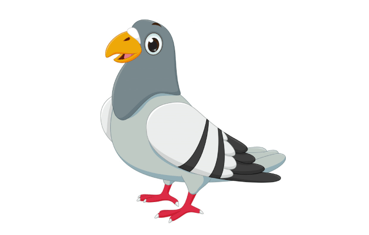 Pigeon