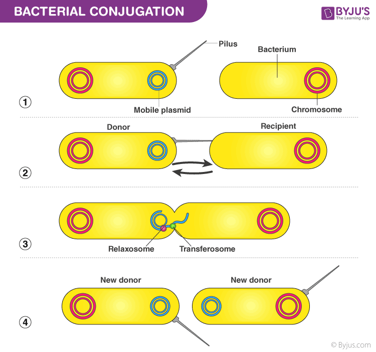 Bacterial Conjugation, Transduction, Transformation