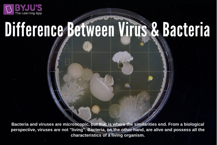 Difference Between Virus And Bacteria