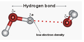 What is hydrogen bonding in water? - Chemistry Question