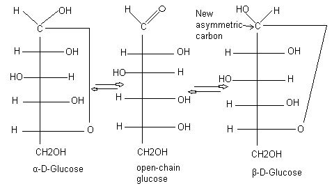 cyclic amp glucose