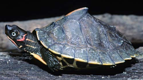 Assam Roofed Turtle