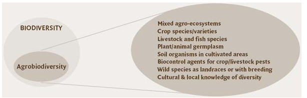 Agrobiodiversity 