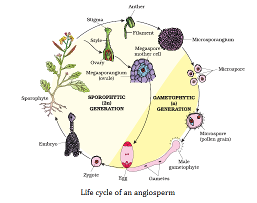 CBSE Class 11 Biology Chapter 3 Plant Kingdom Notes-1