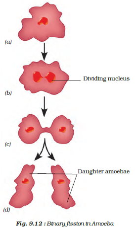 CBSE notes Class 10 Chapter 8 image - 1