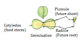 CBSE notes Class 10 Chapter 8 image - 10