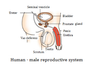 CBSE notes Class 10 Chapter 8 image - 11